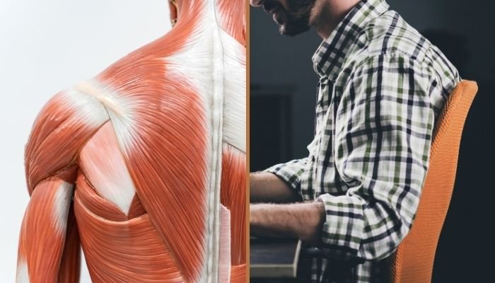 The Anatomy Of The Shoulder