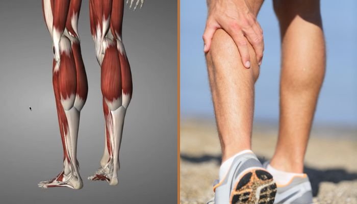 The-Anatomy-Of-The -alf-Muscle The Anatomy Of The Calf Muscle